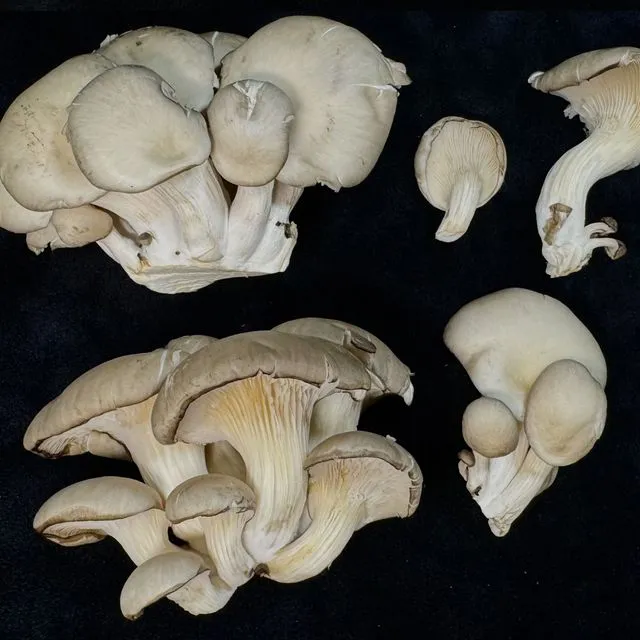 thumbnail for publication: Oyster Mushrooms (Pleurotus species) of Florida